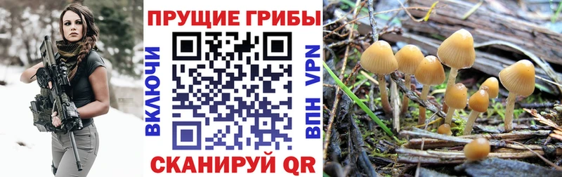дарнет шоп  Старый Оскол  Псилоцибиновые грибы мицелий 
